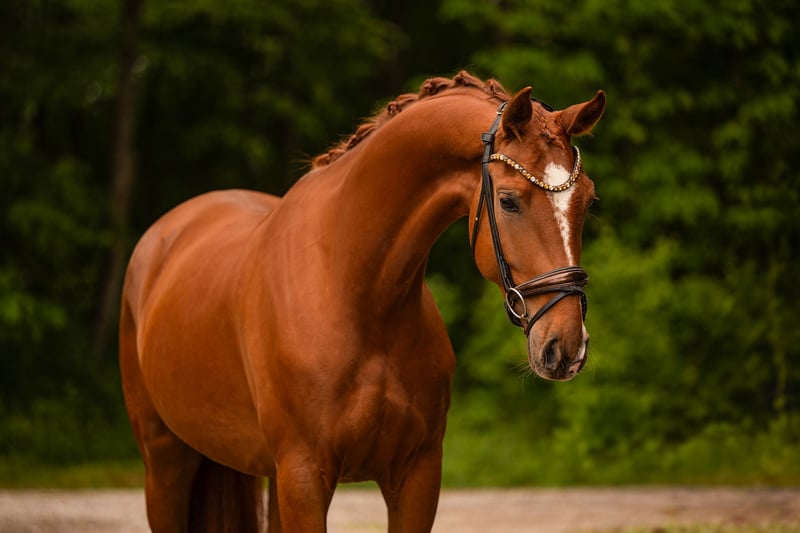 Angelina-DeVittorio-Verkaufspferd-Formidable-2
