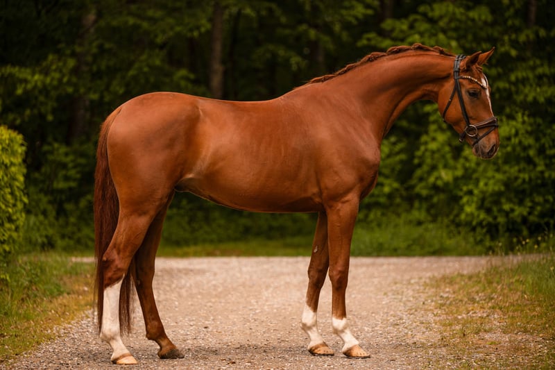Angelina-DeVittorio-Verkaufspferd-Formidable-3