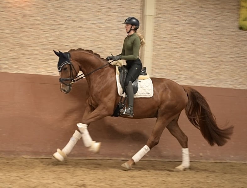 Angelina-DeVittorio-Verkaufspferd-Formidable-4