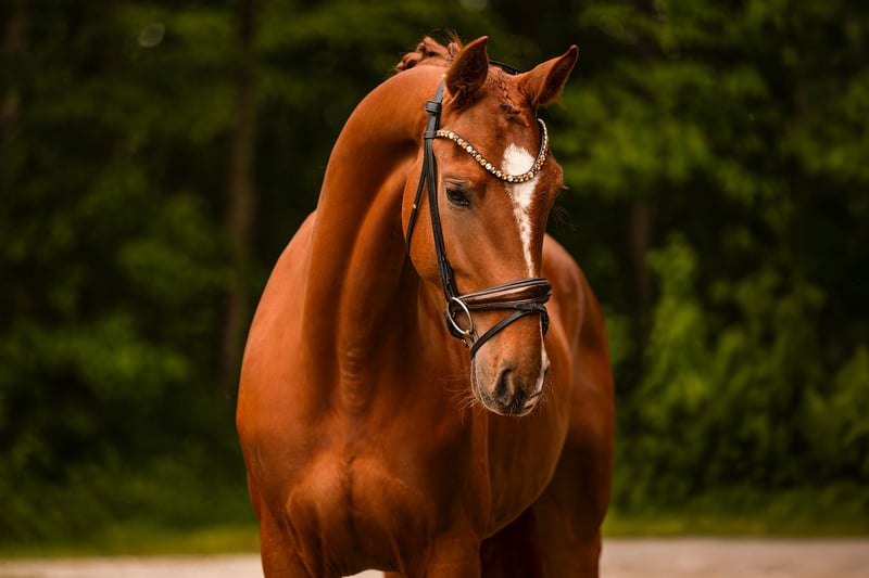 Angelina-DeVittorio-Verkaufspferd-Formidable-5