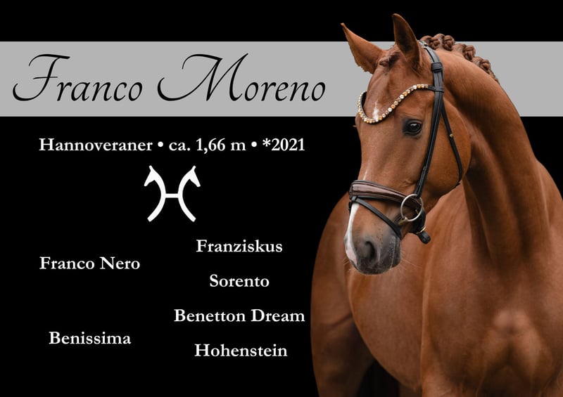 Angelina-DeVittorio-Verkaufspferd-Franco-Moreno-1