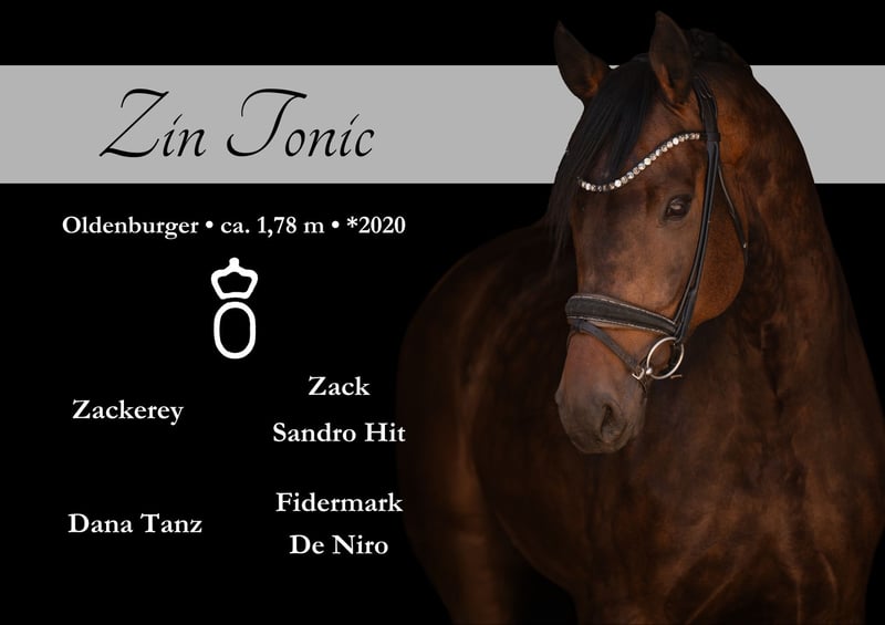 Angelina-DeVittorio-Verkaufspferd-Zin-Tonic-1