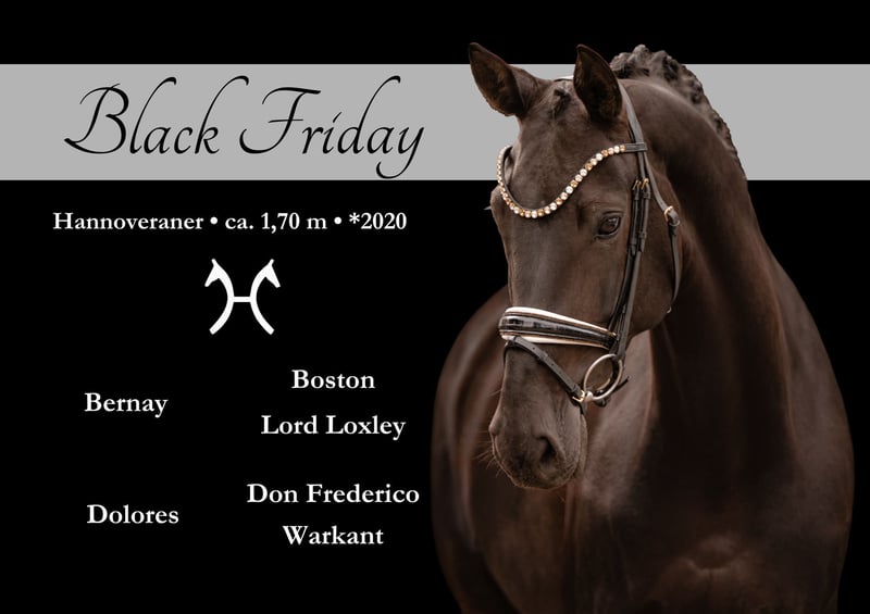 Angelina-DeVittorio-Verkaufspferd-Black-Friday-1