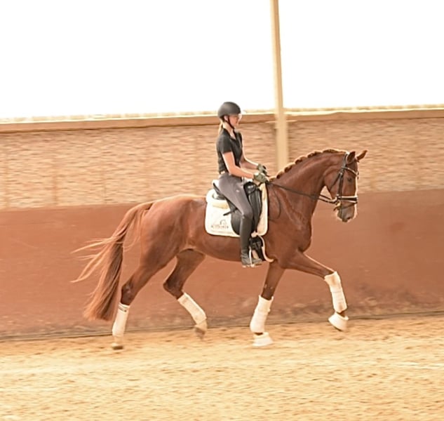Angelina-DeVittorio-Verkaufspferd-Don-Quijote-5