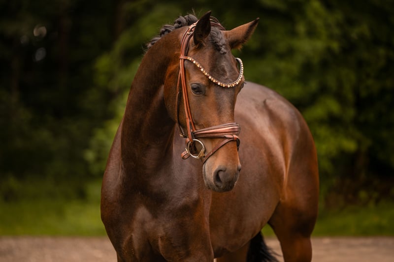 Angelina-DeVittorio-Verkaufspferd-Ehrentanz-3