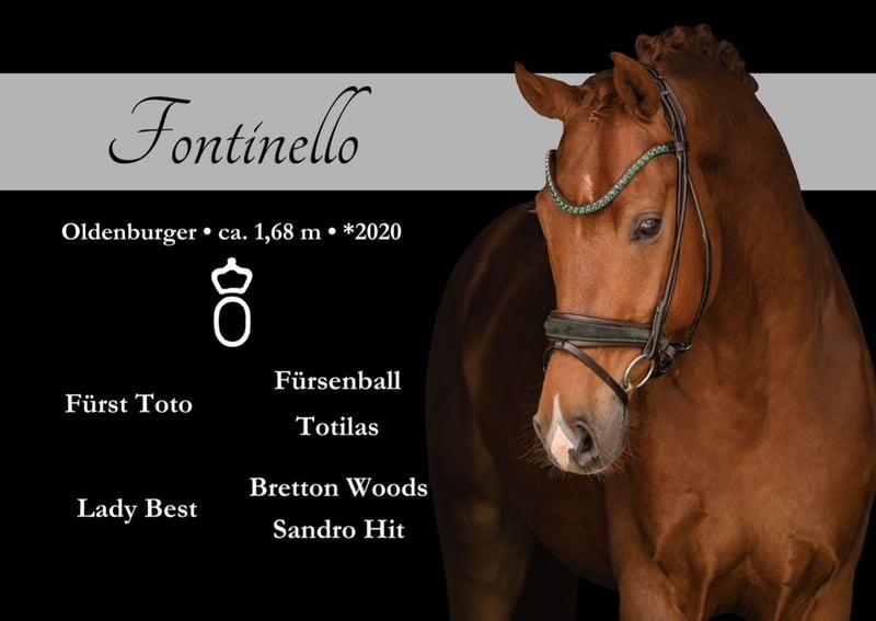 Angelina-DeVittorio-Verkaufspferd-Fontinello-1