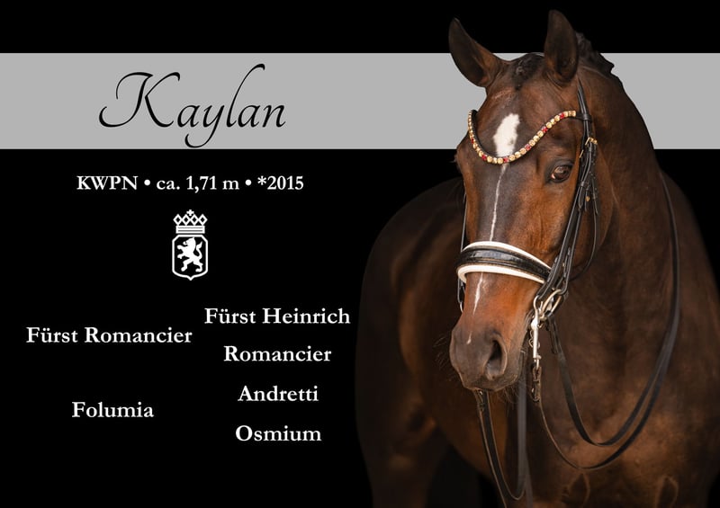 Angelina-DeVittorio-Verkaufspferd-Kaylan-1