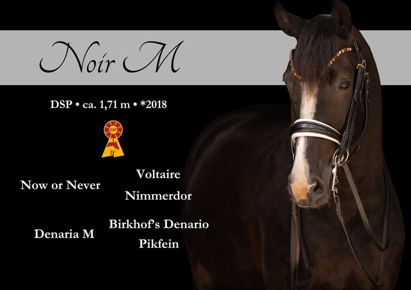 Angelina-DeVittorio-Verkaufspferd-Noir-M-1