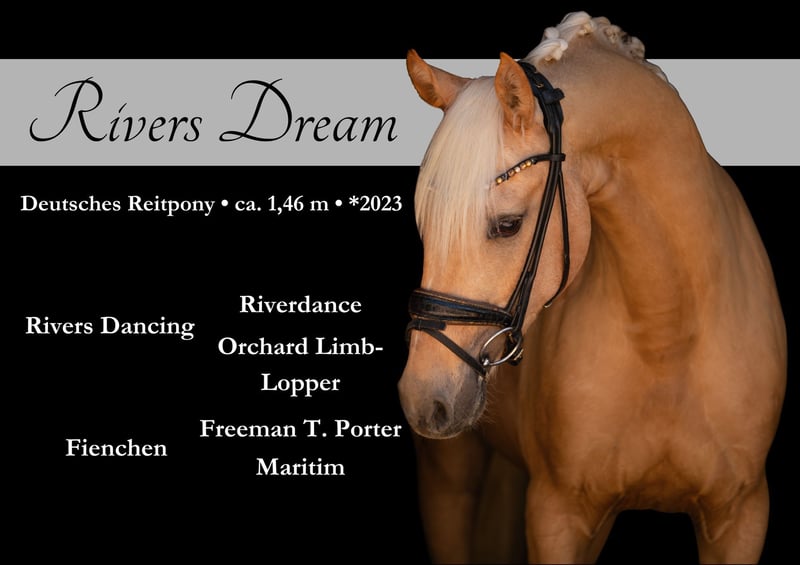 Angelina-DeVittorio-Verkaufspferd-Rivers-Dream-1