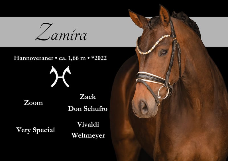 Angelina-DeVittorio-Verkaufspferd-Zamira-1
