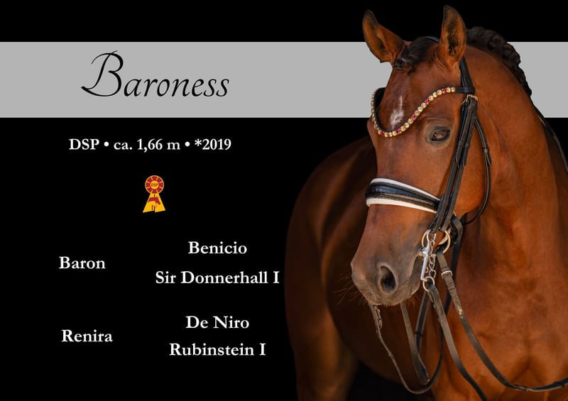 Angelina-DeVittorio-Verkaufspferd-Baroness-1