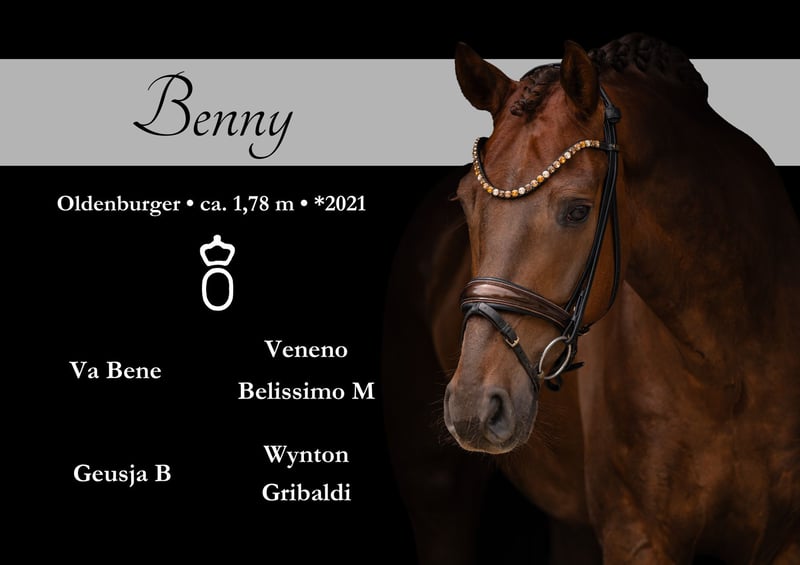 Angelina-DeVittorio-Verkaufspferd-Benny-1