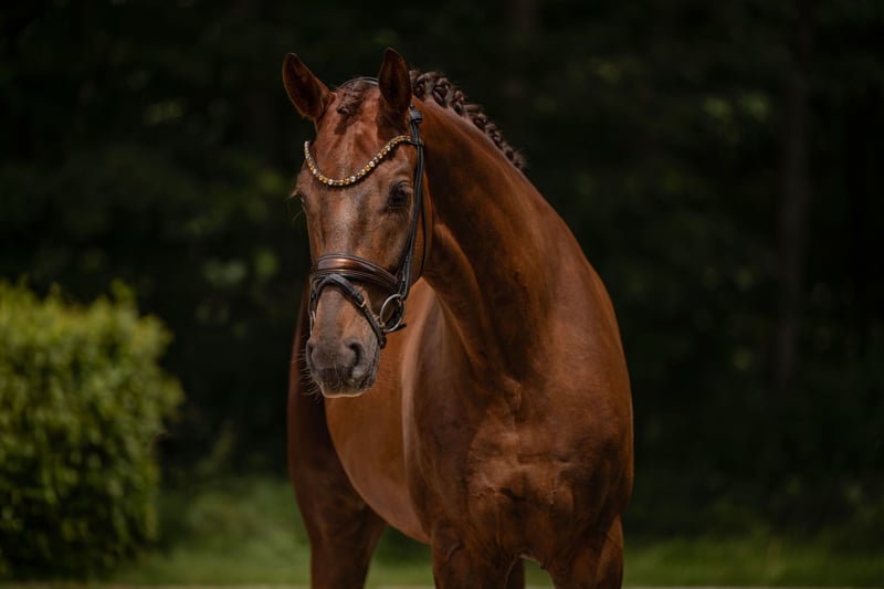 Angelina-DeVittorio-Verkaufspferd-Benny-6