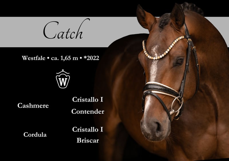 Angelina-DeVittorio-Verkaufspferd-Catch-1