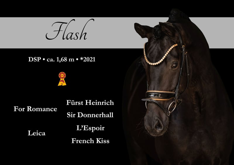 Atemberaubend schöner Rappe mit überragender Qualität