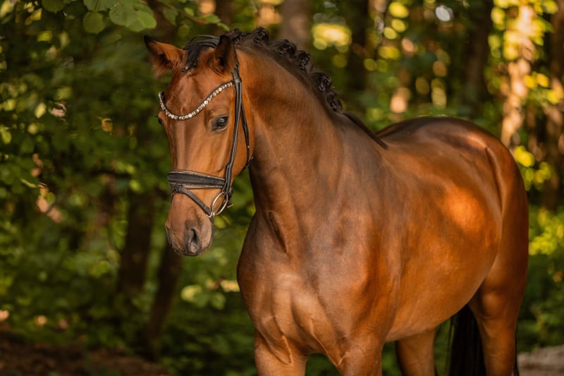 Angelina-DeVittorio-Verkaufspferd-Frieda-Gold-3