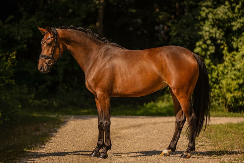 Angelina-DeVittorio-Verkaufspferd-Frieda-Gold-4