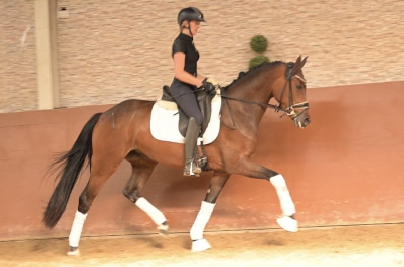 Angelina-DeVittorio-Verkaufspferd-Frieda-Gold-5