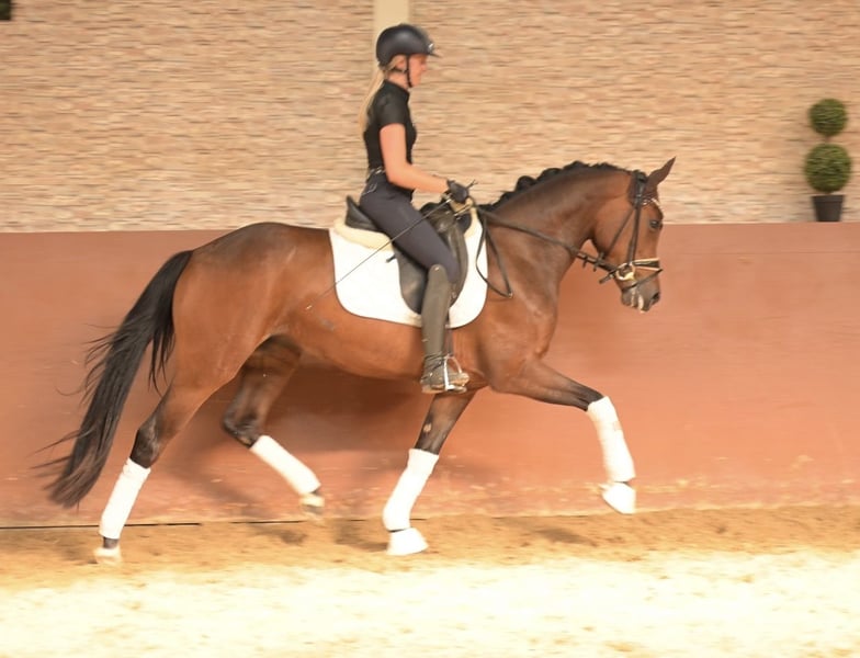 Angelina-DeVittorio-Verkaufspferd-Frieda-Gold-7