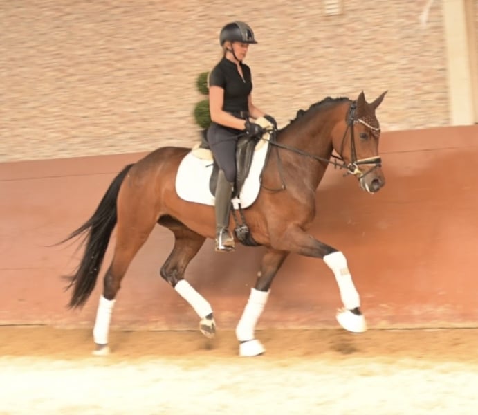 Angelina-DeVittorio-Verkaufspferd-Frieda-Gold-8