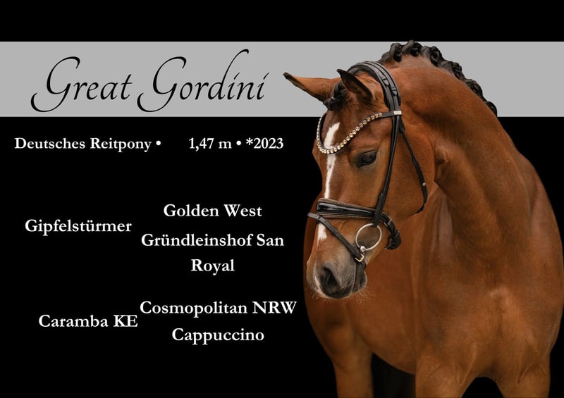 Angelina-DeVittorio-Verkaufspferd-Great-Gordini-1