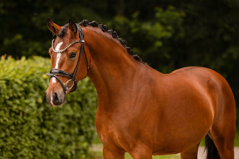 Angelina-DeVittorio-Verkaufspferd-Great-Gordini-3