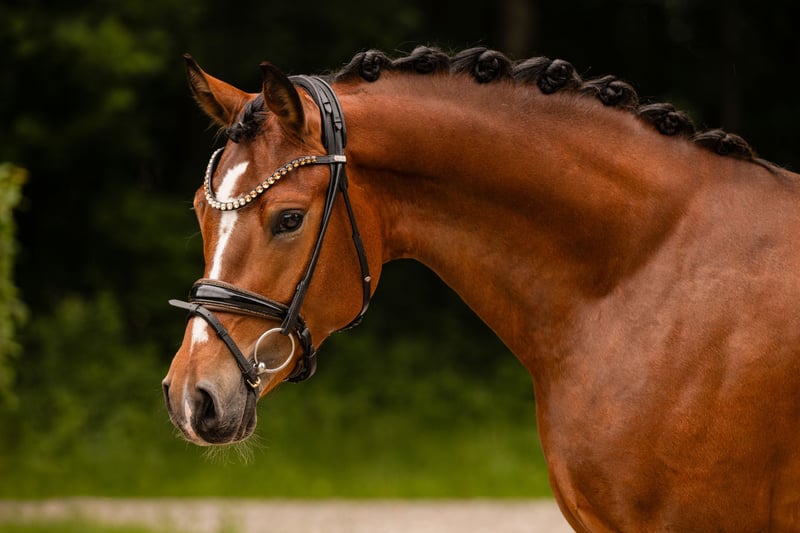 Angelina-DeVittorio-Verkaufspferd-Great-Gordini-5