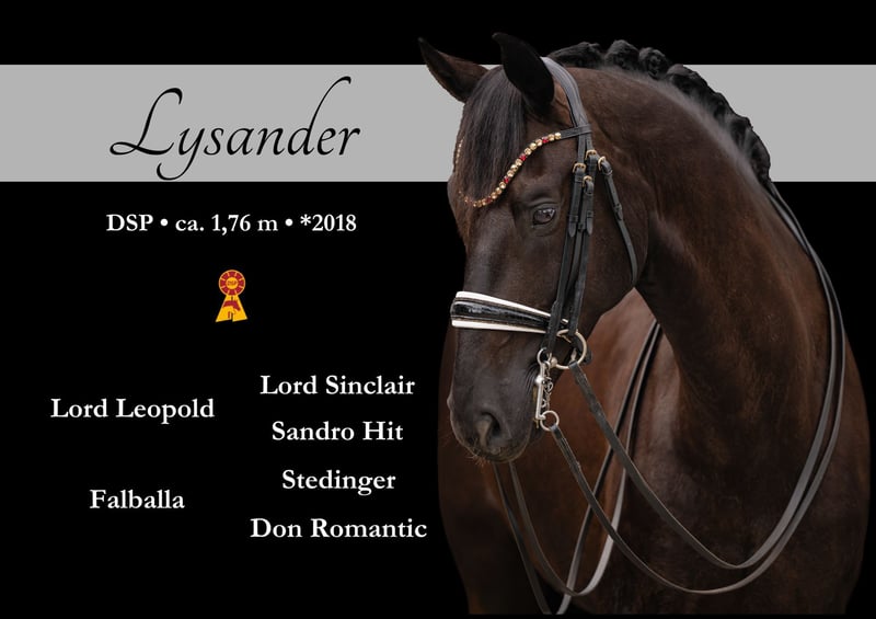 Angelina-DeVittorio-Verkaufspferd-Lysander-1