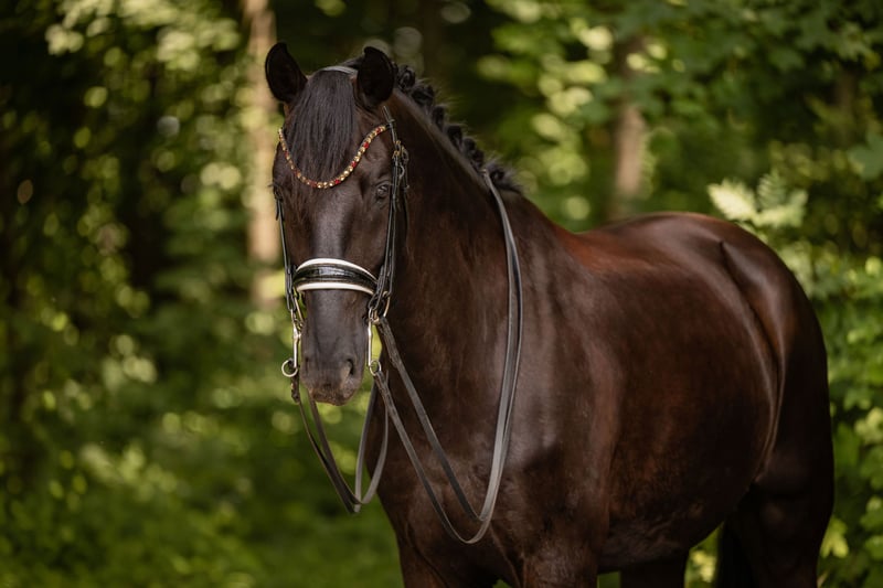 Angelina-DeVittorio-Verkaufspferd-Lysander-3