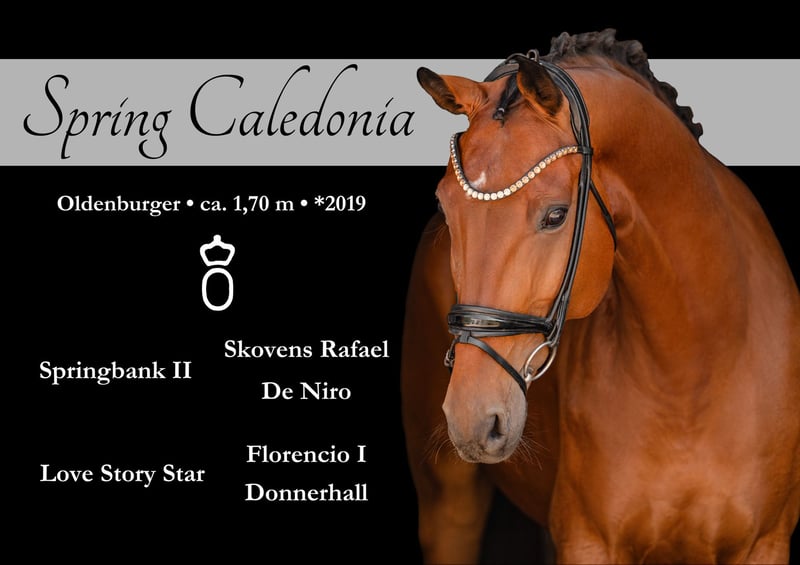 Angelina-DeVittorio-Verkaufspferd-Spring-Caledonia-1