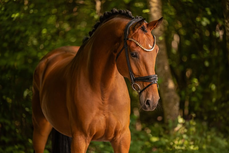 Angelina-DeVittorio-Verkaufspferd-Spring-Caledonia-2