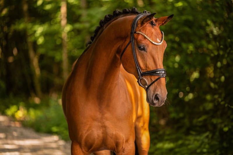 Angelina-DeVittorio-Verkaufspferd-Spring-Caledonia-4