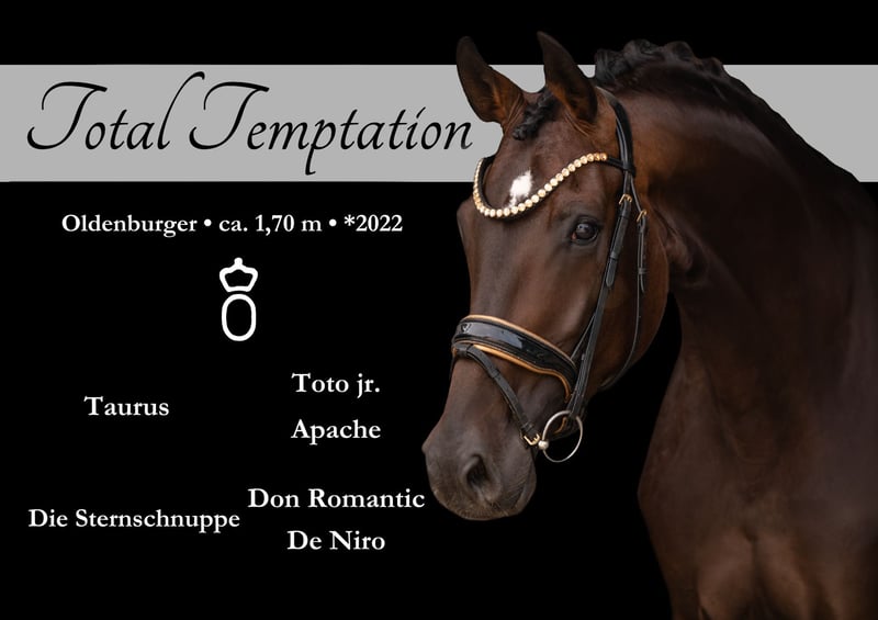 Angelina-DeVittorio-Verkaufspferd-Total-Temptation-1