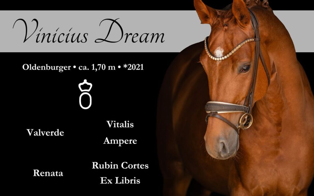 Siegreicher Youngstar der Extraklasse mit super Charakter