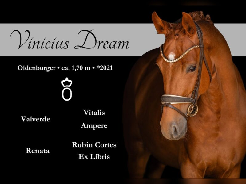 Angelina-DeVittorio-Verkaufspferd-Vinicius-Dream-1