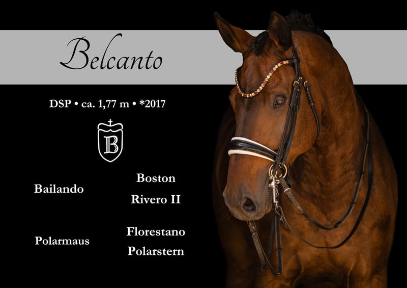Angelina-DeVittorio-Verkaufspferd-Belcanto-1