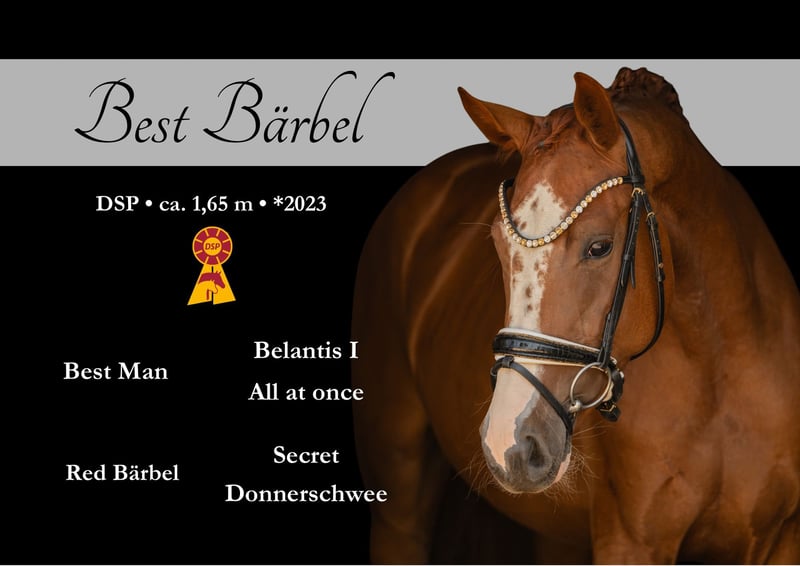 Angelina-DeVittorio-Verkaufspferd-Best-Bärbel-1