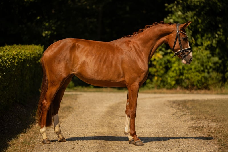 Angelina-DeVittorio-Verkaufspferd-Best-Bärbel-3