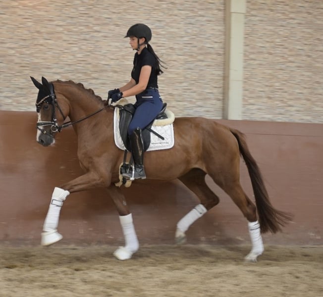 Angelina-DeVittorio-Verkaufspferd-Best-Bärbel-4