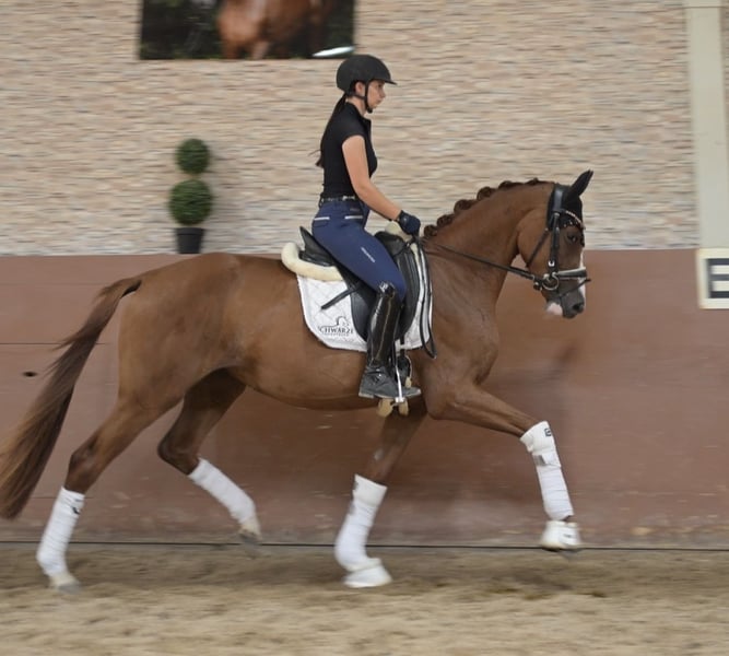 Angelina-DeVittorio-Verkaufspferd-Best-Bärbel-5