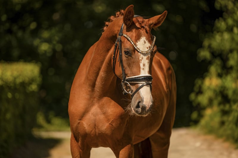Angelina-DeVittorio-Verkaufspferd-Best-Bärbel-6