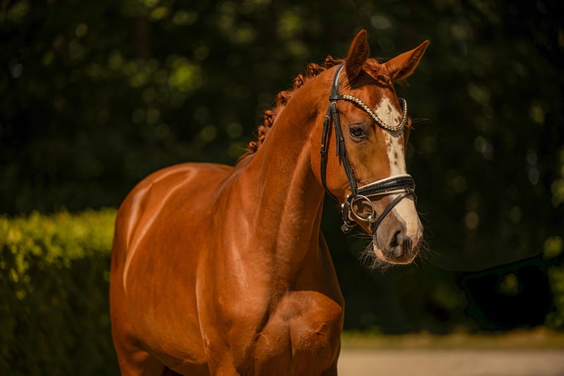 Angelina-DeVittorio-Verkaufspferd-Best-Bärbel-7