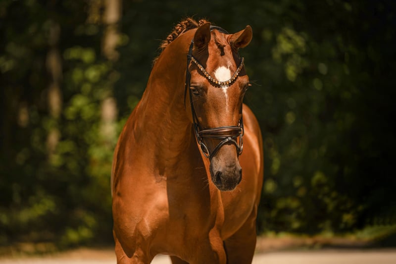 Angelina-DeVittorio-Verkaufspferd-Bettye-la-Vette-6
