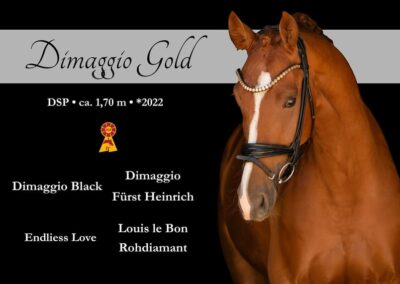 Imposanter Sohn des Dimaggio Black mit Qualität und Perspektive