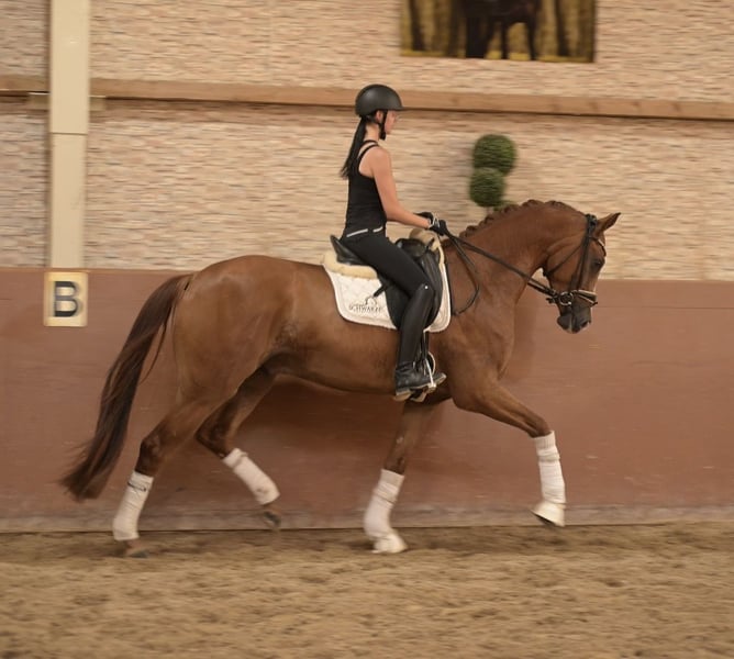 Angelina-DeVittorio-Verkaufspferd-Dimaggio-Gold-5