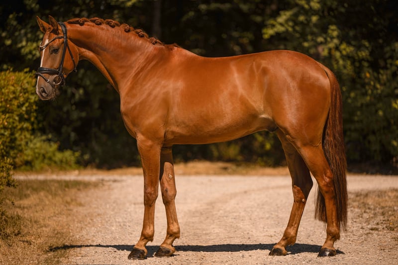 Angelina-DeVittorio-Verkaufspferd-Dimaggio-Gold-7