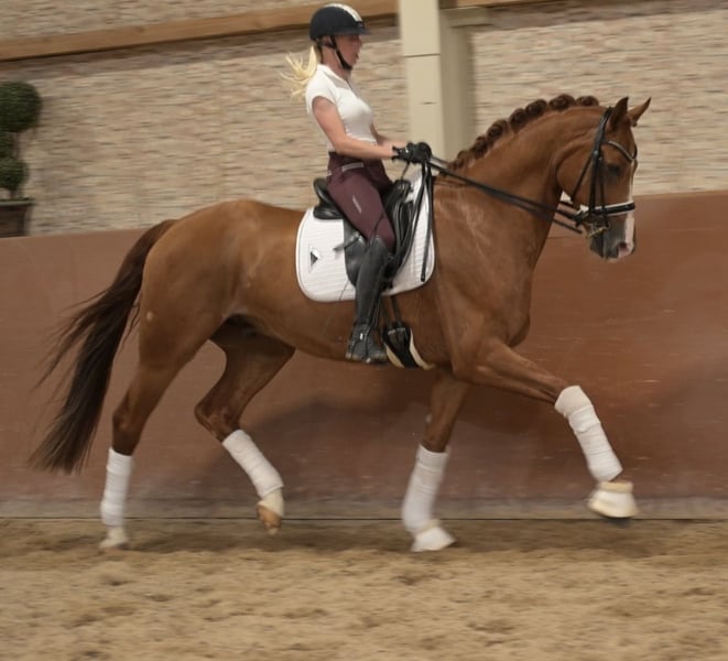 Angelina-DeVittorio-Verkaufspferd-Emil-5