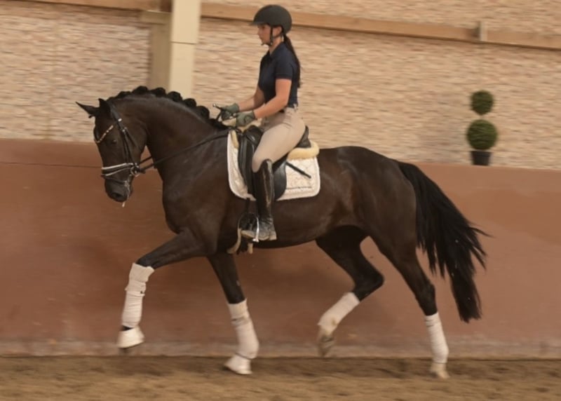 Angelina-DeVittorio-Verkaufspferd-Saint-Tropez-6