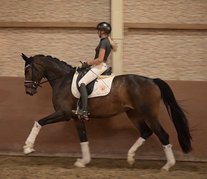 Angelina-DeVittorio-Verkaufspferd-Samaya-7