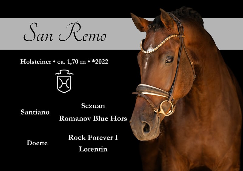 Angelina-DeVittorio-Verkaufspferd-SanRemo-1